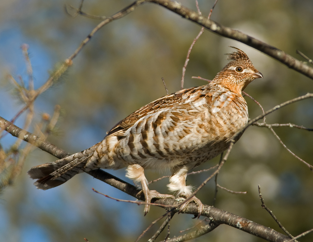Birds of North Mountains A Birdwatchers Guide Blue Sky Cabin
